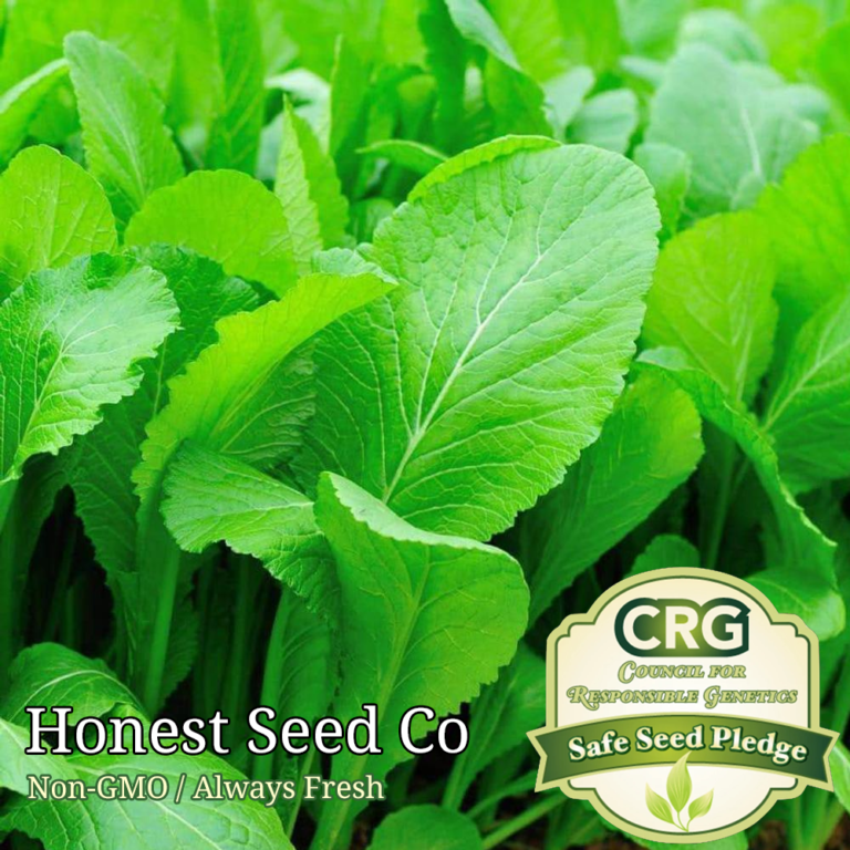 800+ Tendergreen Mustard Spinach Seeds Honest Seed Co.