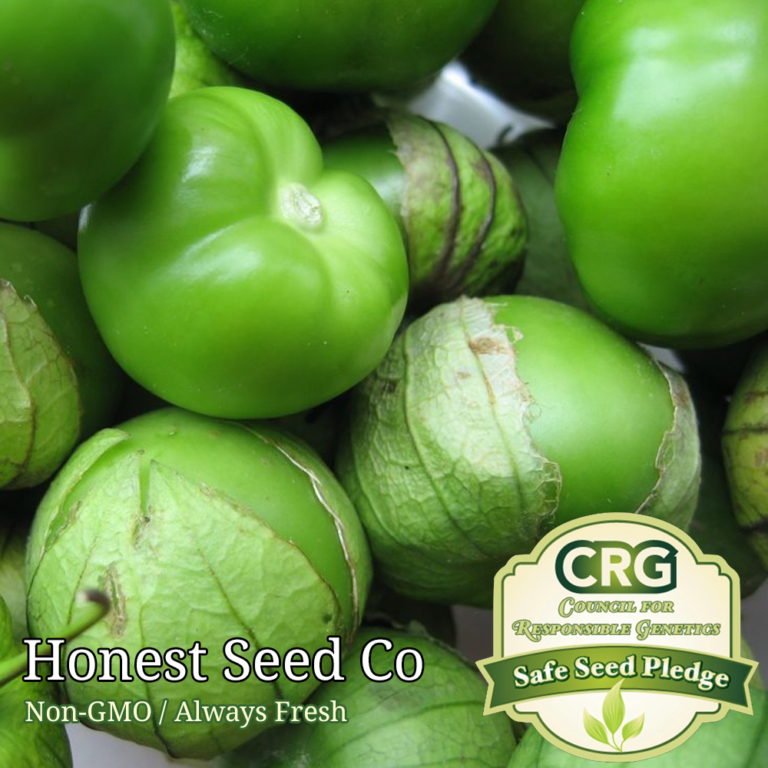 50+ Green Tomato Verde Tomatillo Seeds Honest Seed Co.