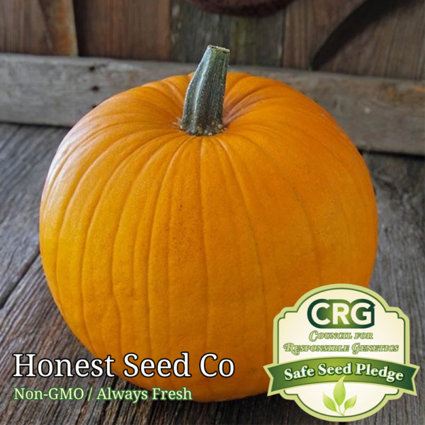 pumpkin seeds for planting