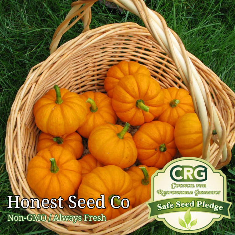Jack Be Little Pumpkin Seeds Honest Seed Co.