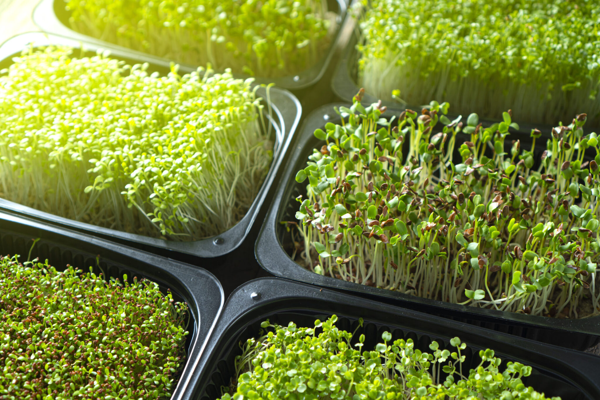 Broccoli Microgreen Seeds Bulk Honest Seed Co 