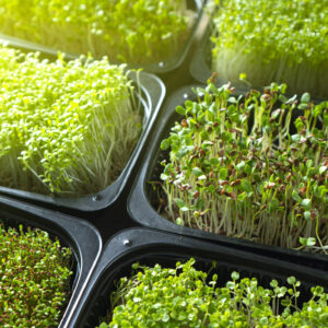 Microgreen Seeds