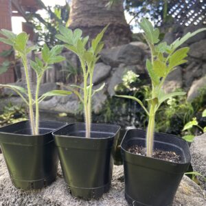 tomato plants for sale