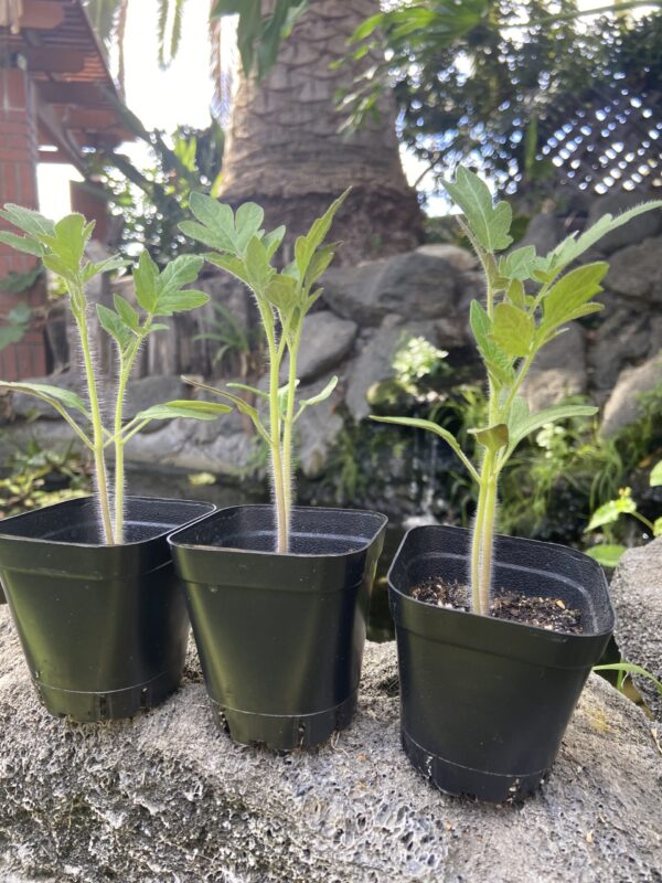 tomato plants for sale