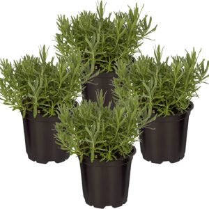 lavender plant for sale