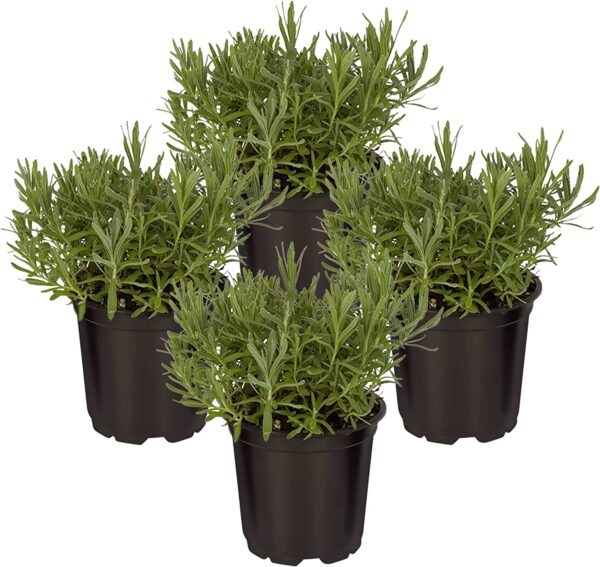 lavender plant for sale