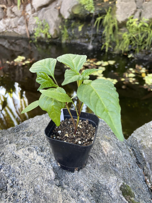 pepper plants for sale