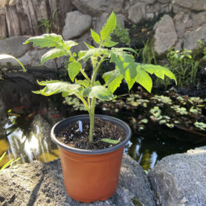 green tomato plants for sale