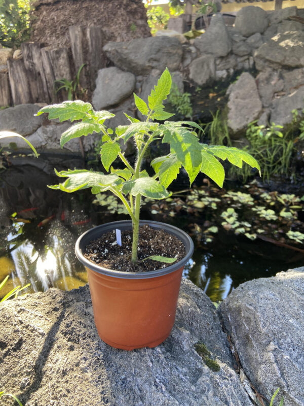 green tomato plants for sale