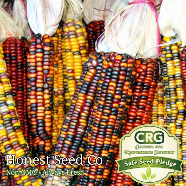 Rare Indian Ornamental Corn Seeds for planting