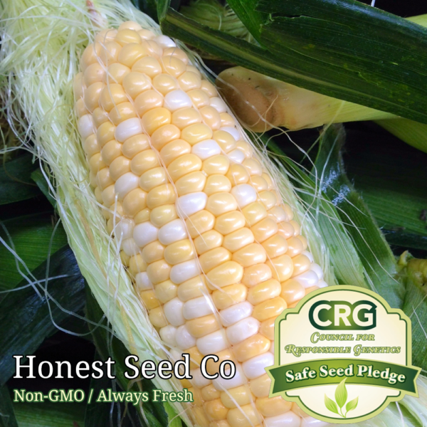 serendipity corn seeds non-gmo for planting