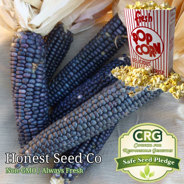 blue popcorn seeds for planting popcorn