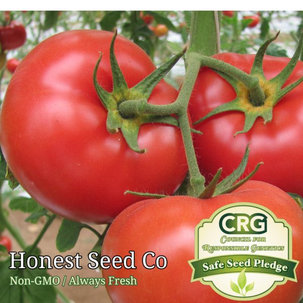 german johnson giant tomato seeds