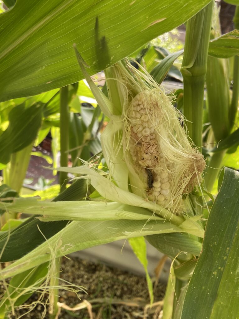 Control corn worms with Bt