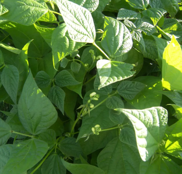 blue lake bean seeds for sale