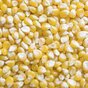 Bulk Corn Seed