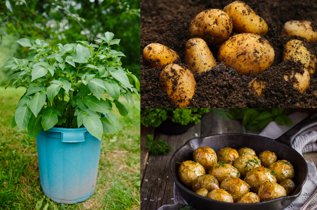 growing potatoes in containers