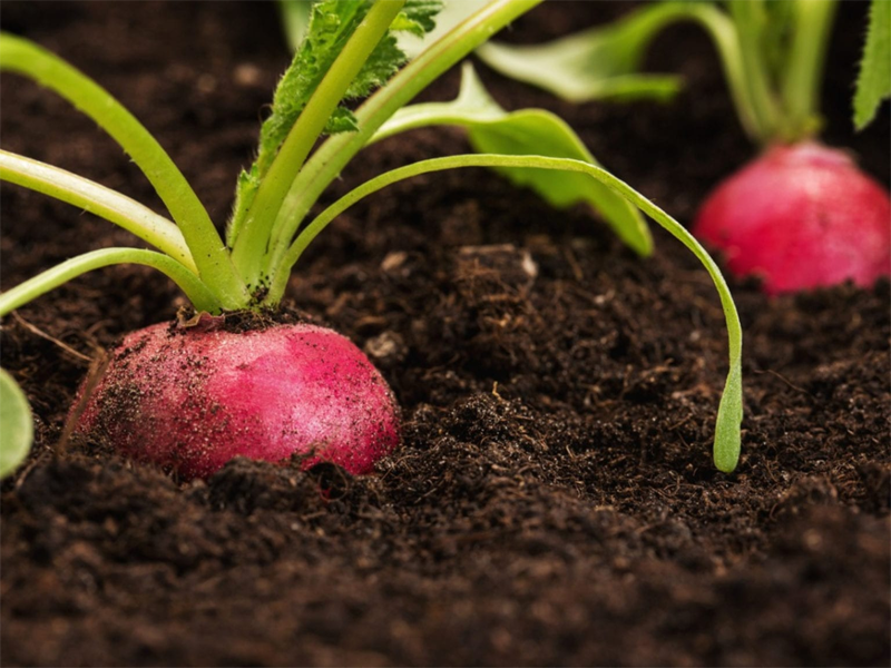 cool season crops to grow radish