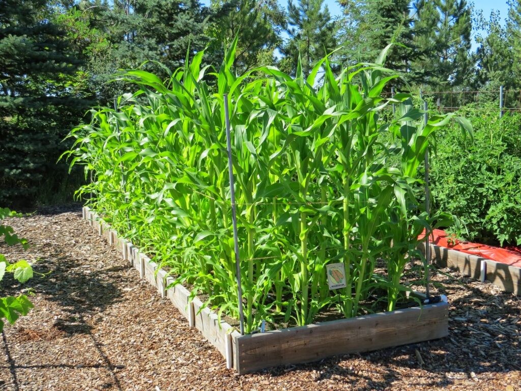 growing corn at home