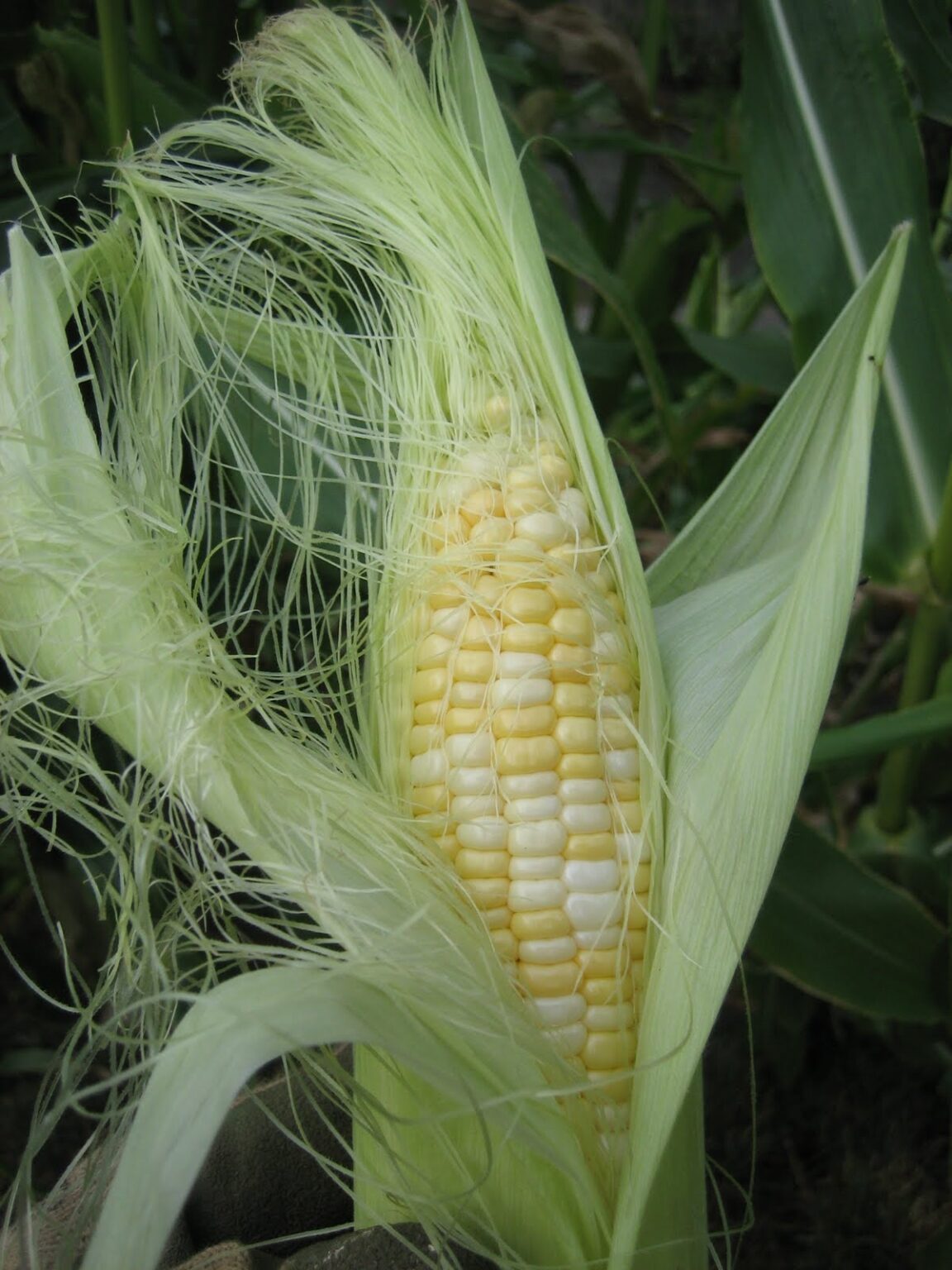 How to grow corn in your home garden Honest Seed Co.