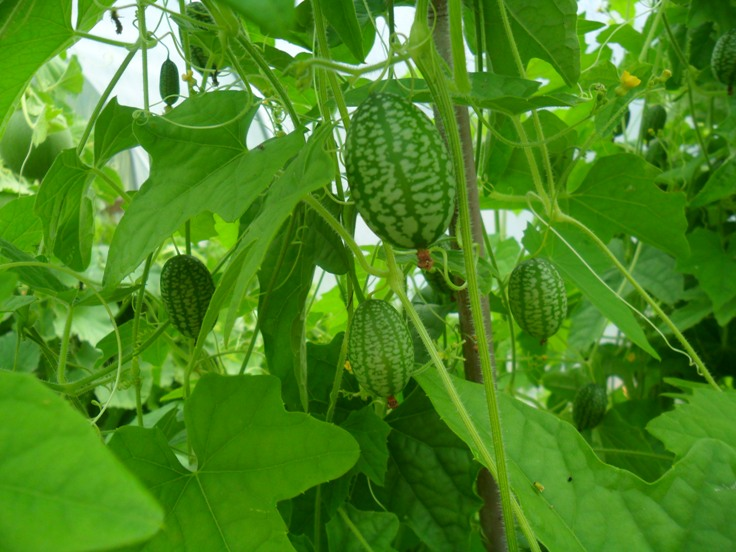 how to grow cucamelons
