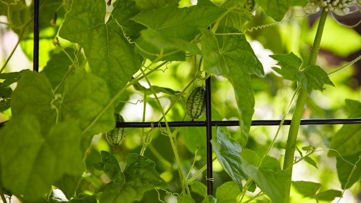 growing cucamelons on a trellis