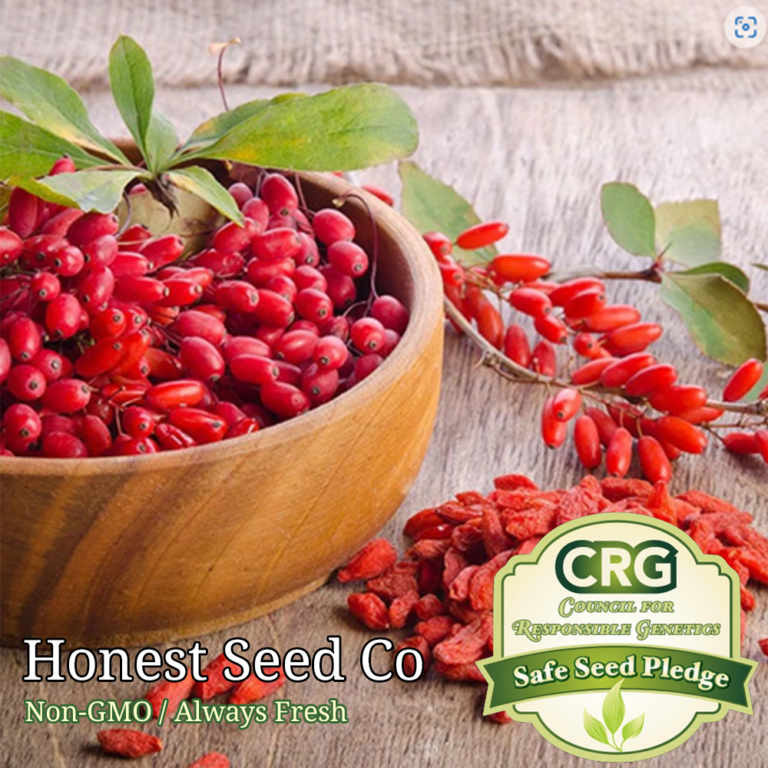 Goji Berry Plant Seeds Honest Seed Co.