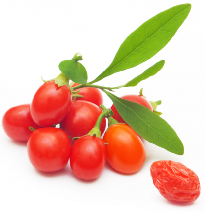 How to Grow Goji Berry Plant at home - Honest Seed Co.