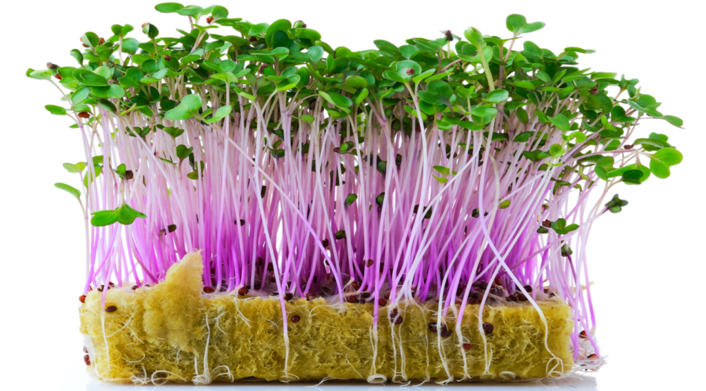 how to grow microgreens at home