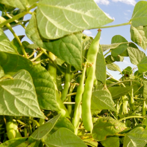 growing pinto beans