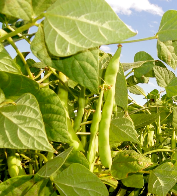 growing pinto beans