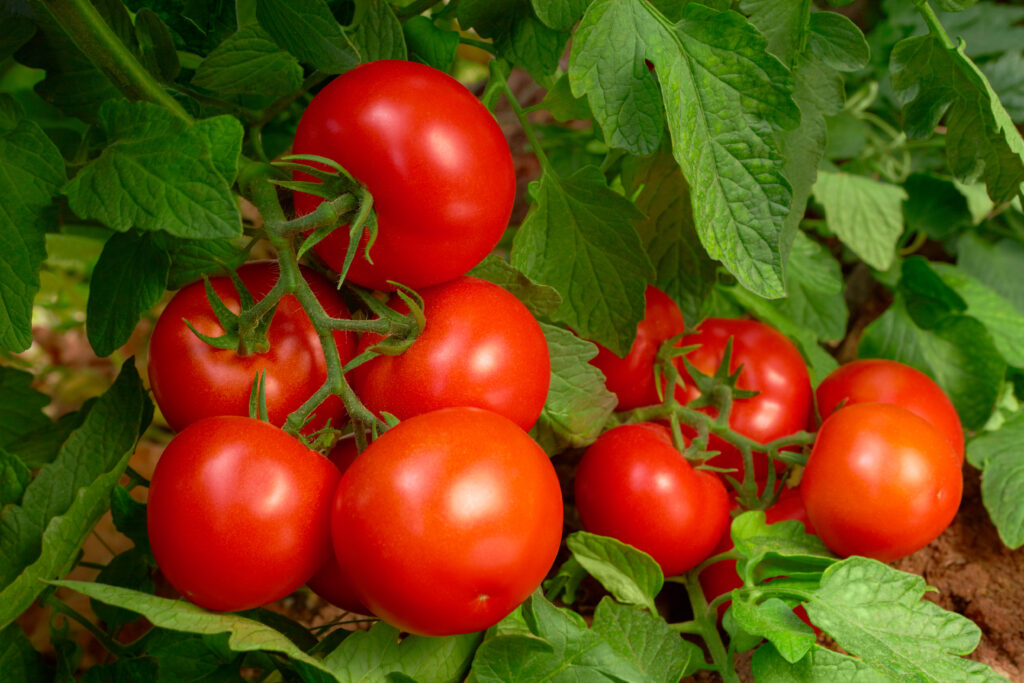 determinate vs indeterminate tomatoes