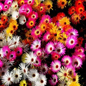 Ice Plant Color Mix - 1 oz / 250,000 Seeds