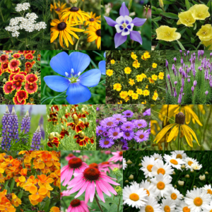 All Perennial Flower Seed Mix | 17 Flower Varieties