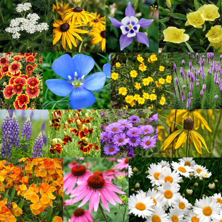 All Perennial Flower Seed Mix 17 Flower Varieties Honest Seed Co.