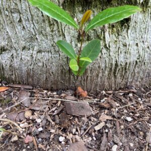 buy cherry laurel tree hedge online