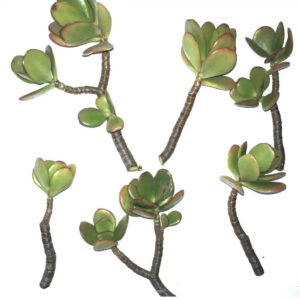 buy jade succulent cuttings online