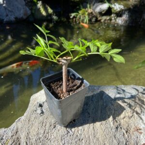 buy american elderberry tree online