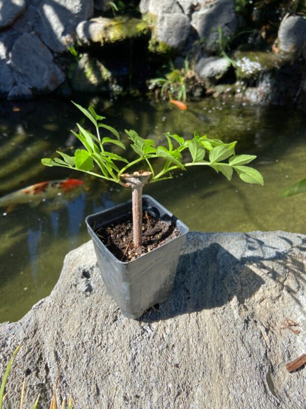 buy american elderberry tree online